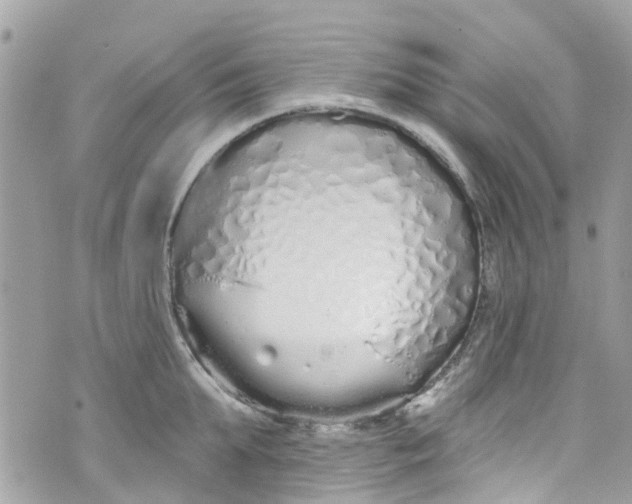 X0000072990903200608111804