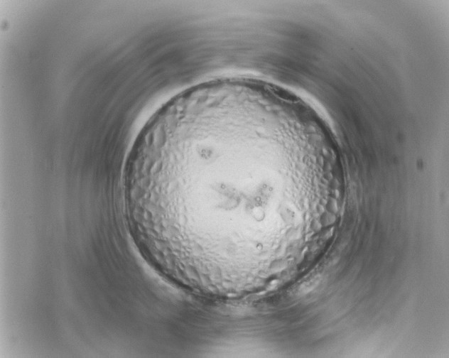 X0000072990911200608111804