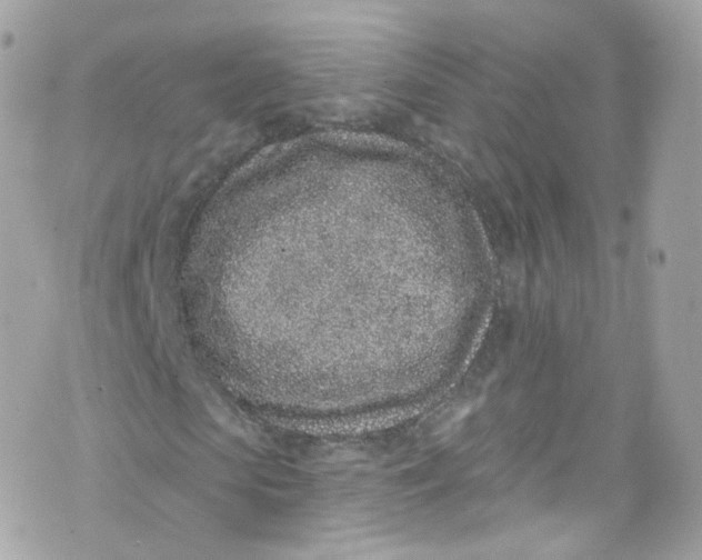 X0000072990913200608111803