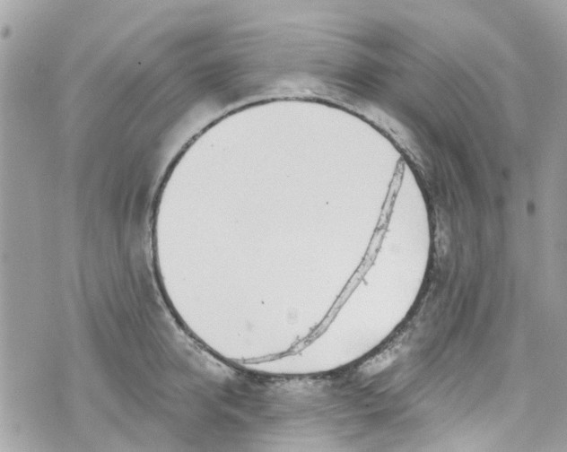 X0000072990950200608111803