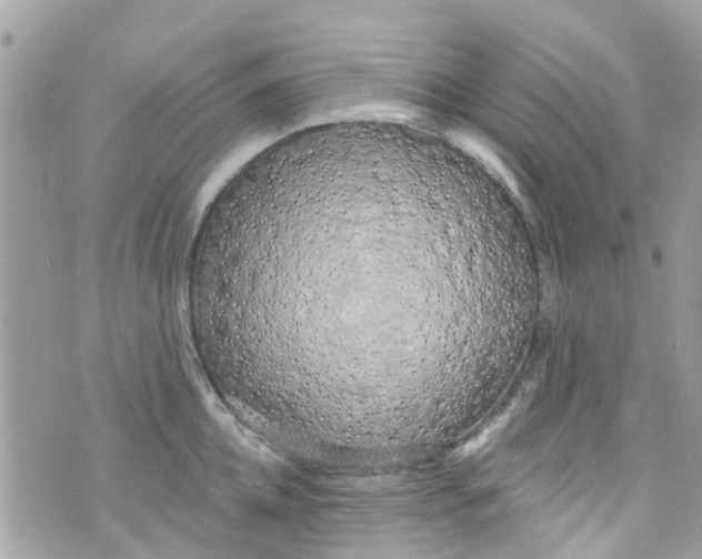 X0000072990952200608111803