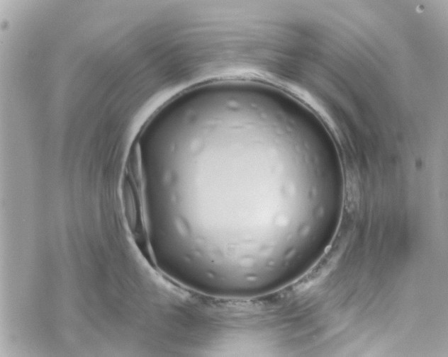 X0000072990959200608111804