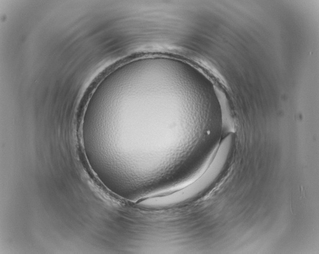 X0000072990976200608111803