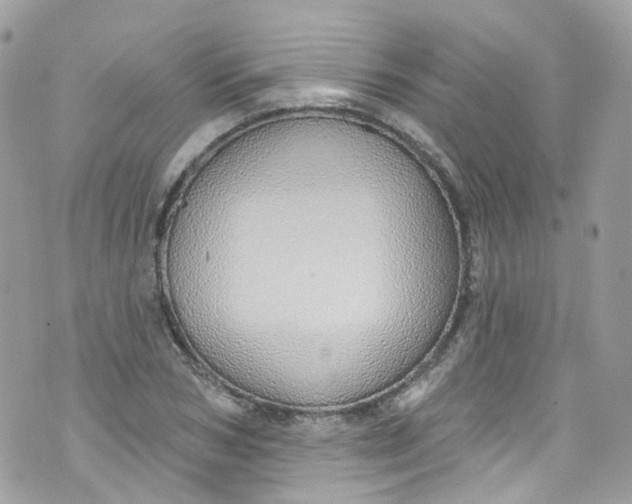 X0000072990978200608111803