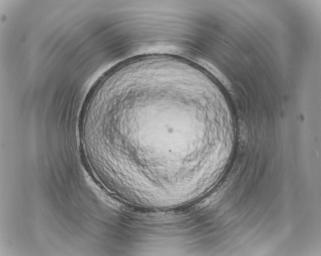 X0000072990980200608111803