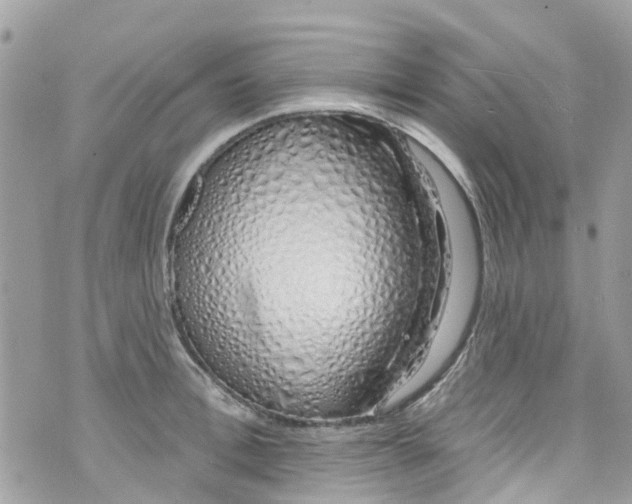 X0000072990996200608111802