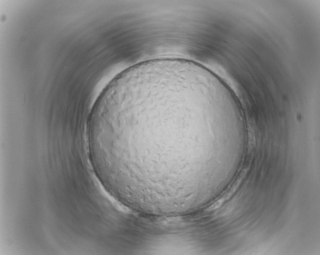 X0000072991006200608111802