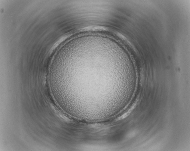 X0000072991017200608111801