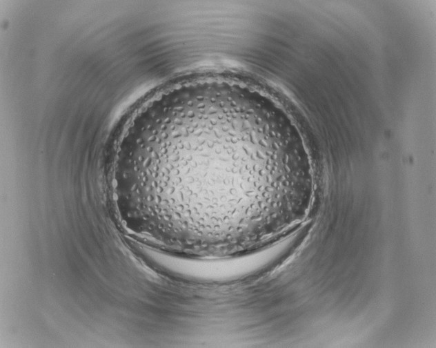 X0000072991018200608111801