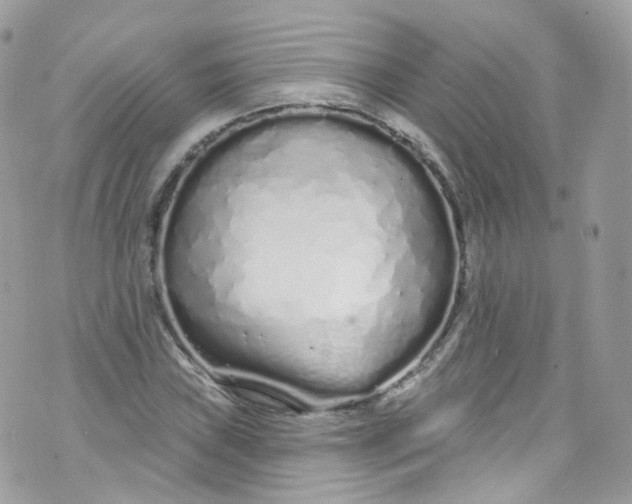 X0000072991019200608111801