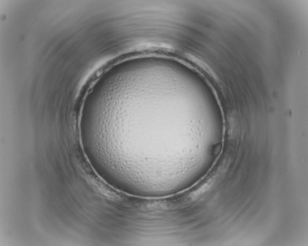 X0000072991021200608111801