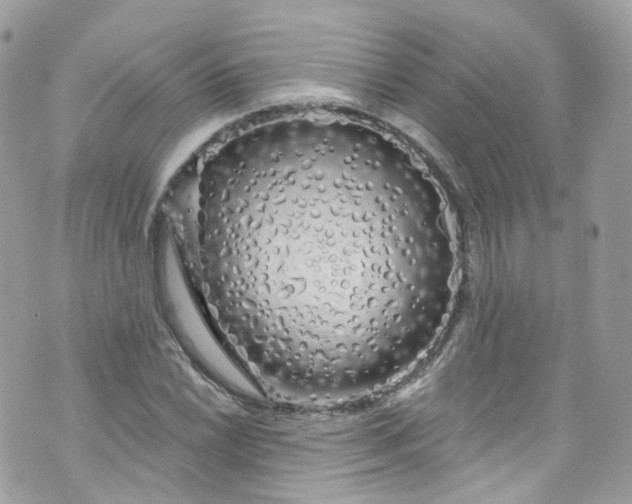 X0000072991022200608111801