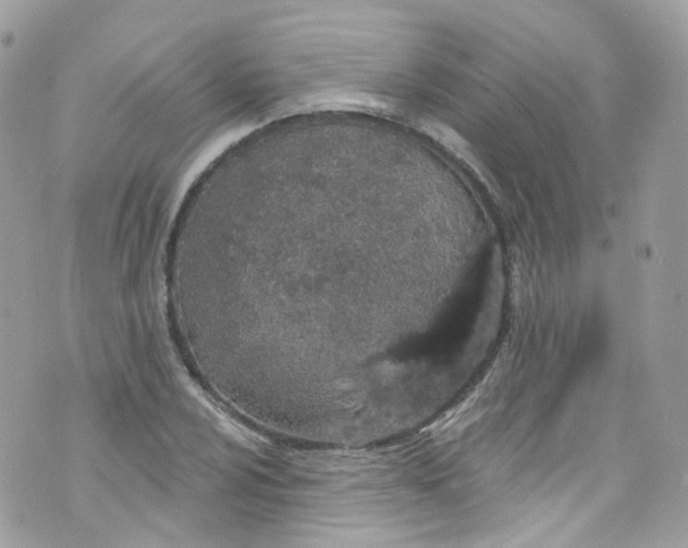 X0000072991024200608111802