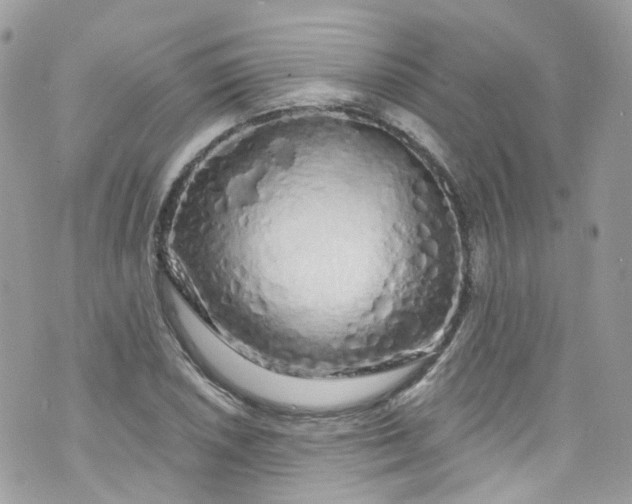 X0000072991026200608111802