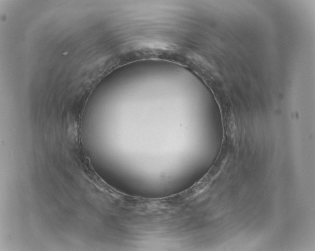 X0000072991061200608111801