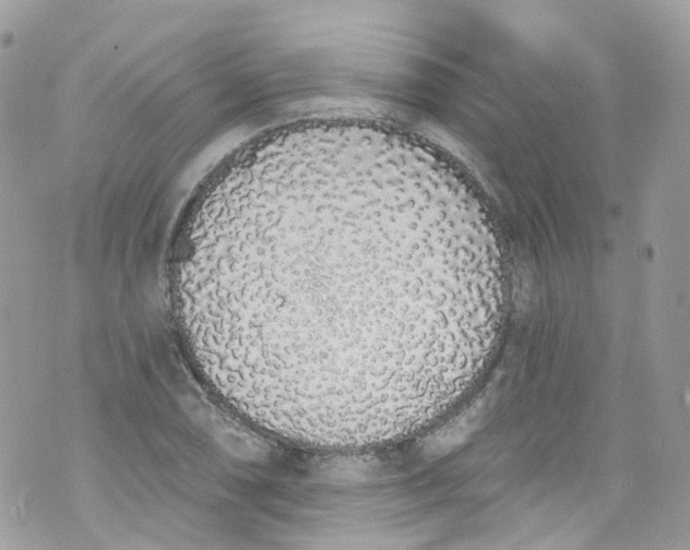 X0000072991074200608111801