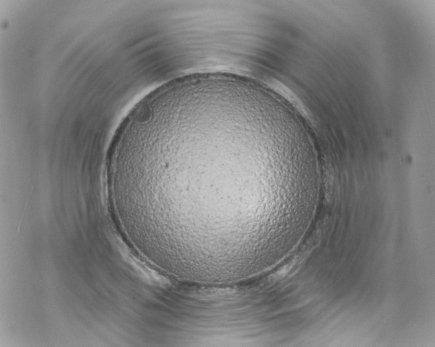 X0000072991076200608111801