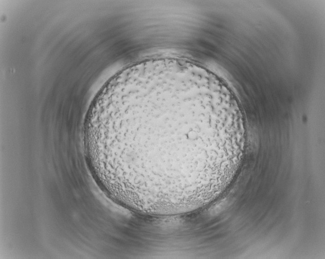 X0000072991090200608111801