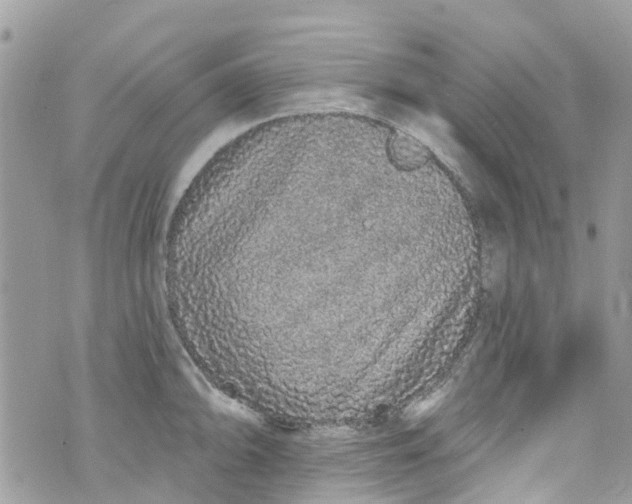 X0000072991094200608111801