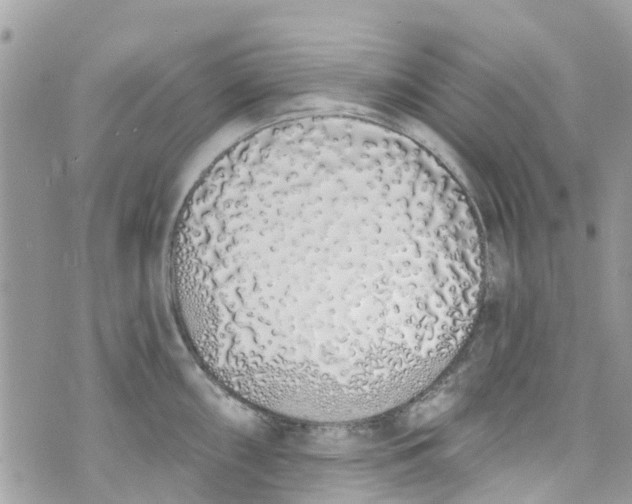 X0000072991098200608111801