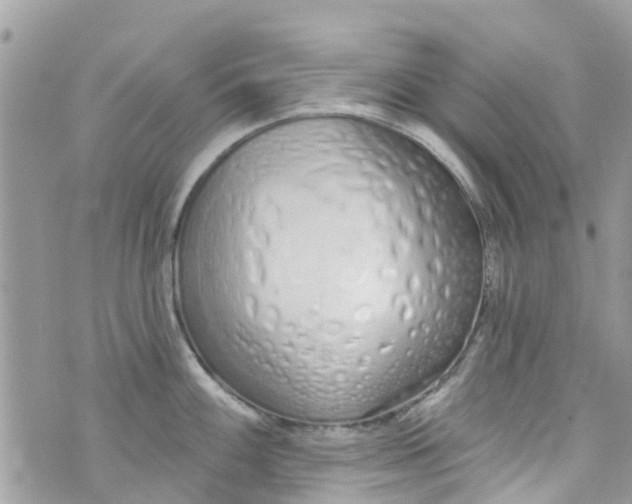 X0000072991100200608111801