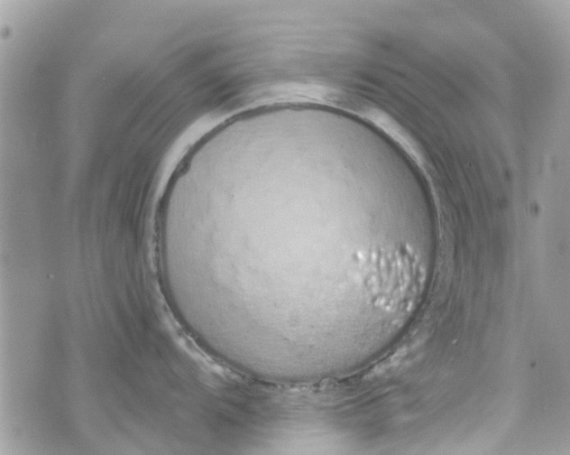 X0000072991104200608111800