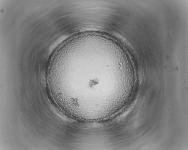 X0000072991113200608111800