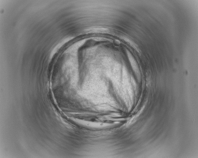 X0000072991117200608111800