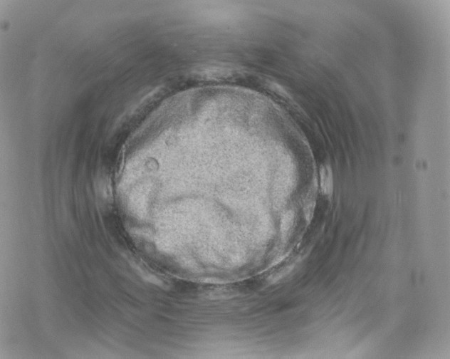 X0000072991155200608111800