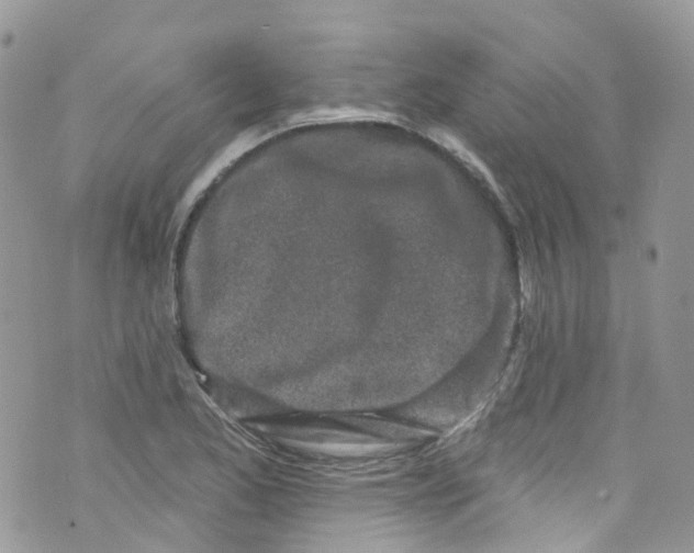 X0000072991173200608111759