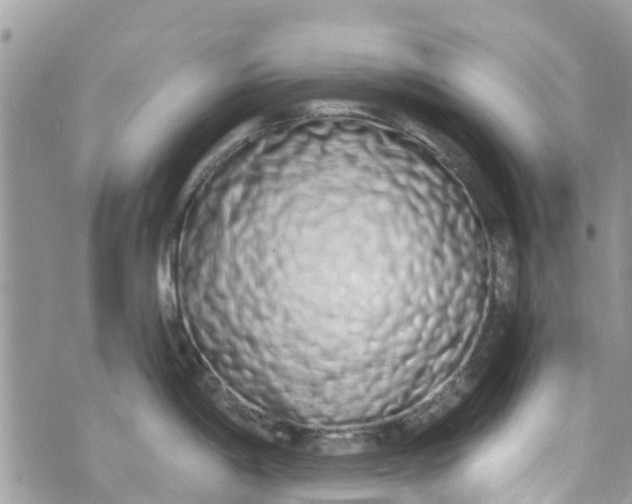 X0000072991198200608111759