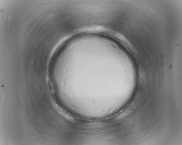 X0000072991232200608111759