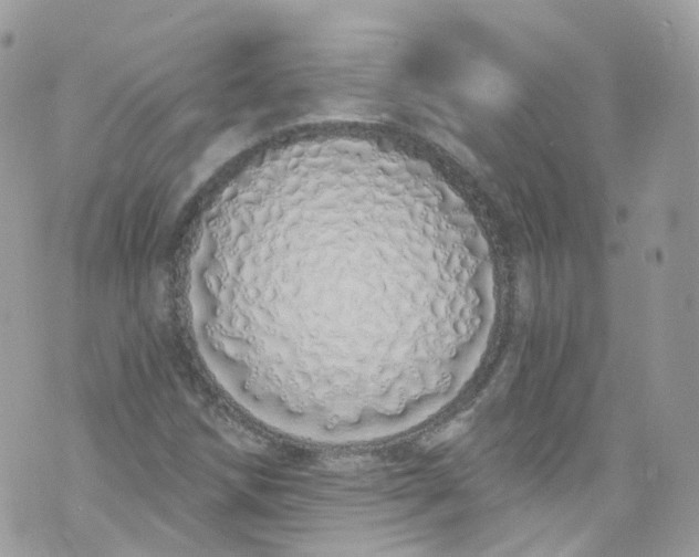 X0000072991258200608111758