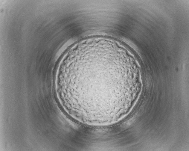 X0000072991290200608111757