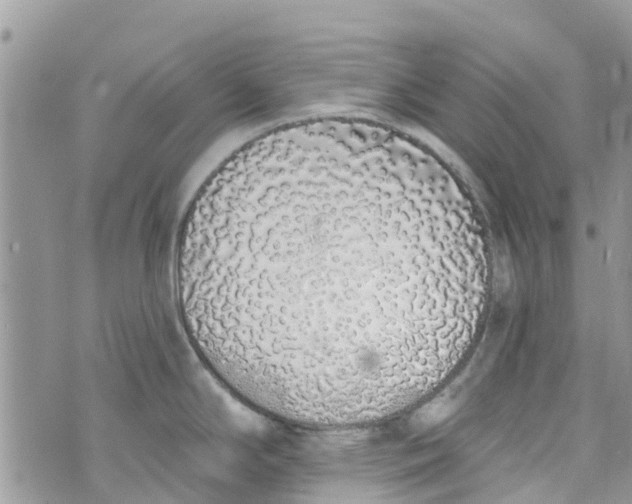 X0000072991294200608111757