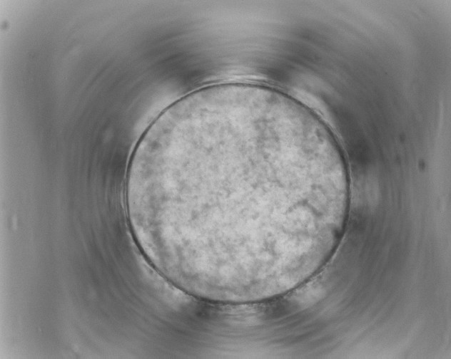 X0000072991338200608111757