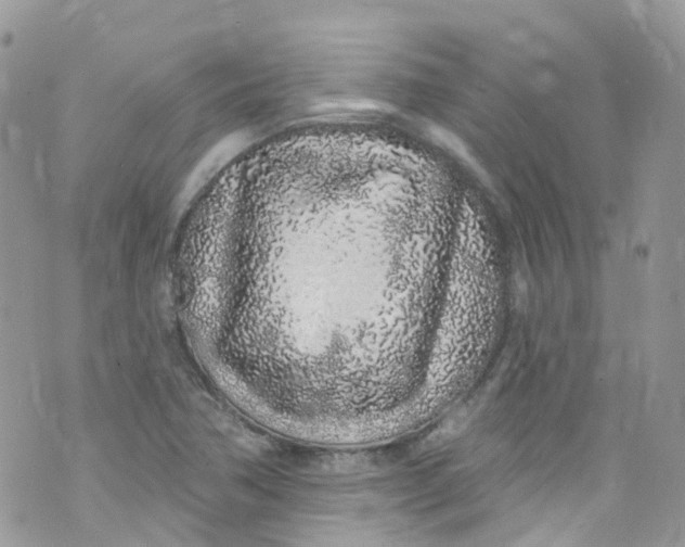 X0000072991362200608111756