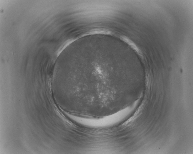 X0000072991369200608111756