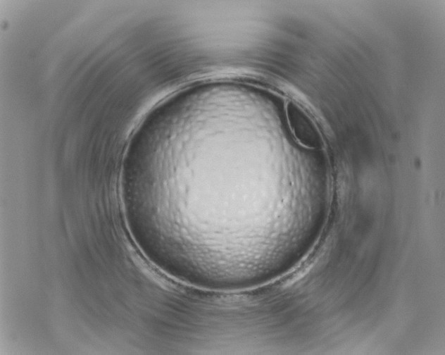 X0000072991417200608111755