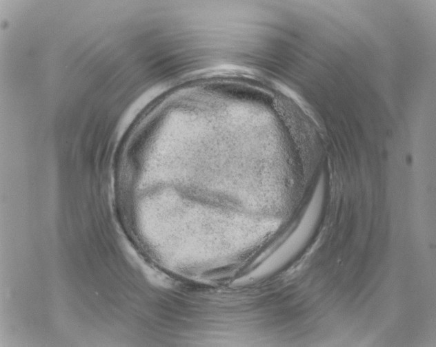 X0000072991418200608111755