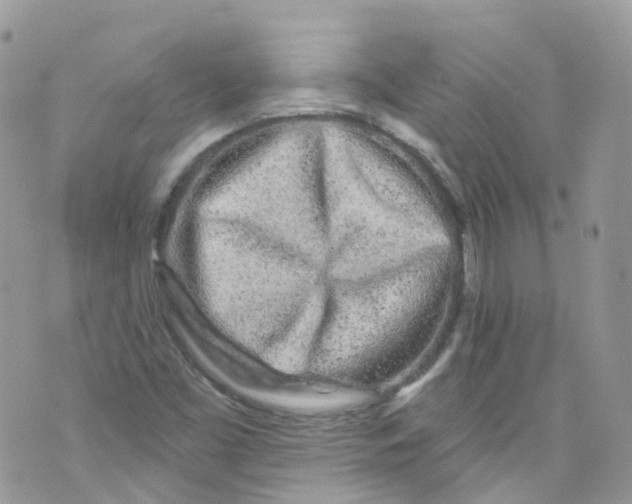 X0000072991453200608111755