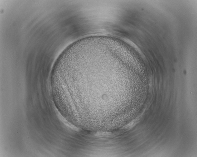 X0000072991466200608111755