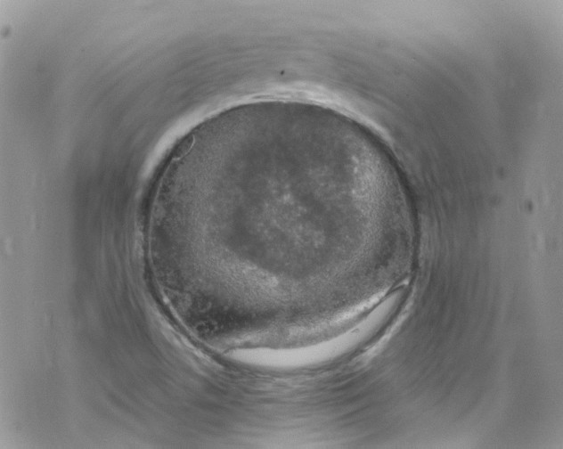 X0000072991506200608111754