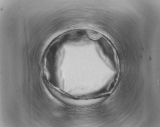 X0000072991515200608111754