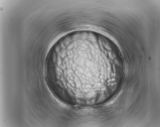 X0000072991533200608111754