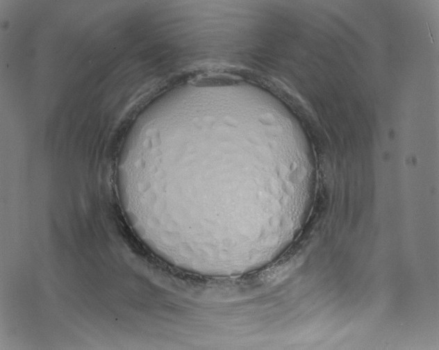 X0000072990024200608211527