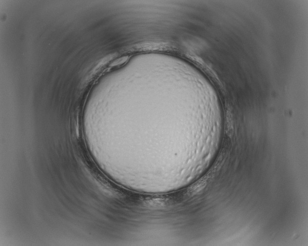 X0000072990062200608211526