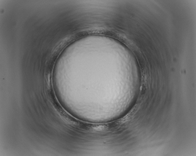 X0000072990070200608211526