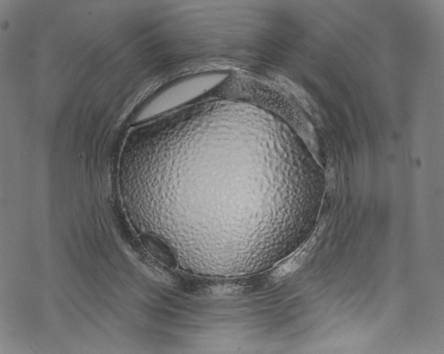 X0000072990158200608211524