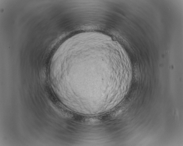 X0000072990208200608211524